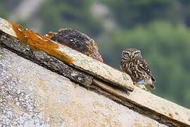 Little Owl