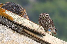 Little Owl