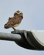 Burrowing Owl