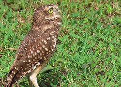 Burrowing Owl