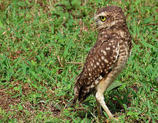 Burrowing Owl