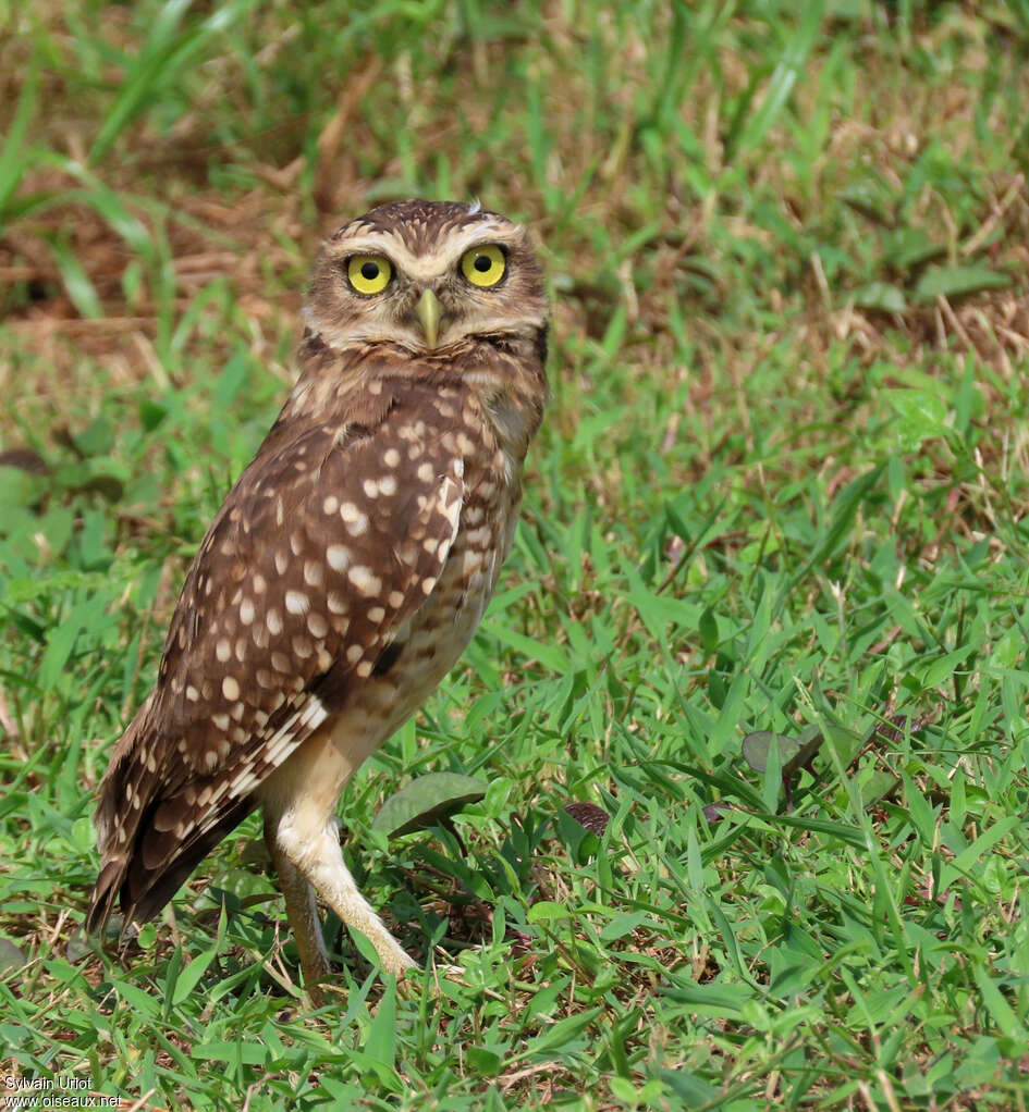 Burrowing Owladult, identification