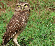 Burrowing Owl