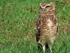 Burrowing Owl