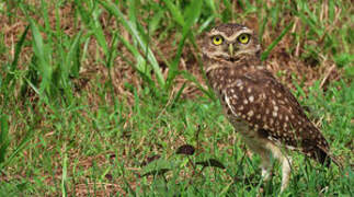 Burrowing Owl