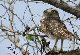 Burrowing Owl