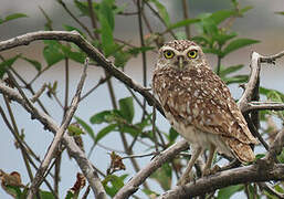 Burrowing Owl