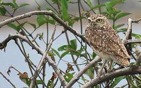 Burrowing Owl