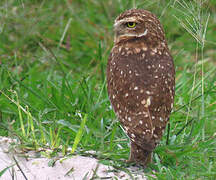 Burrowing Owl