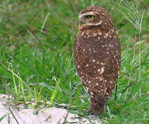 Burrowing Owl