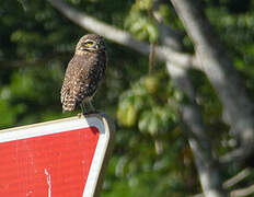 Burrowing Owl