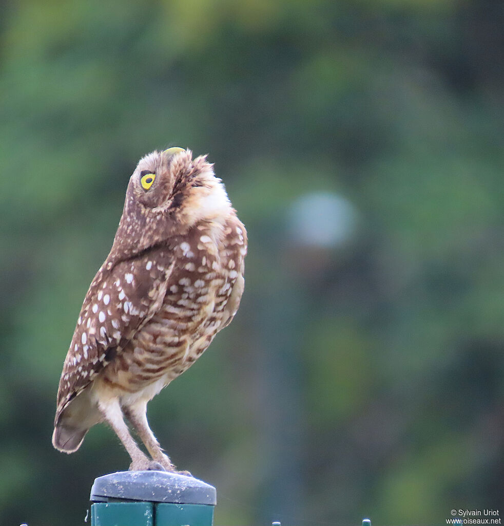 Chevêche des terriers