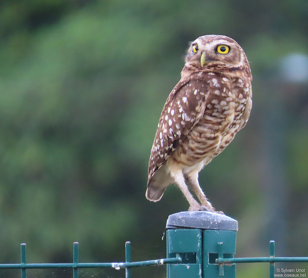 Chevêche des terriers
