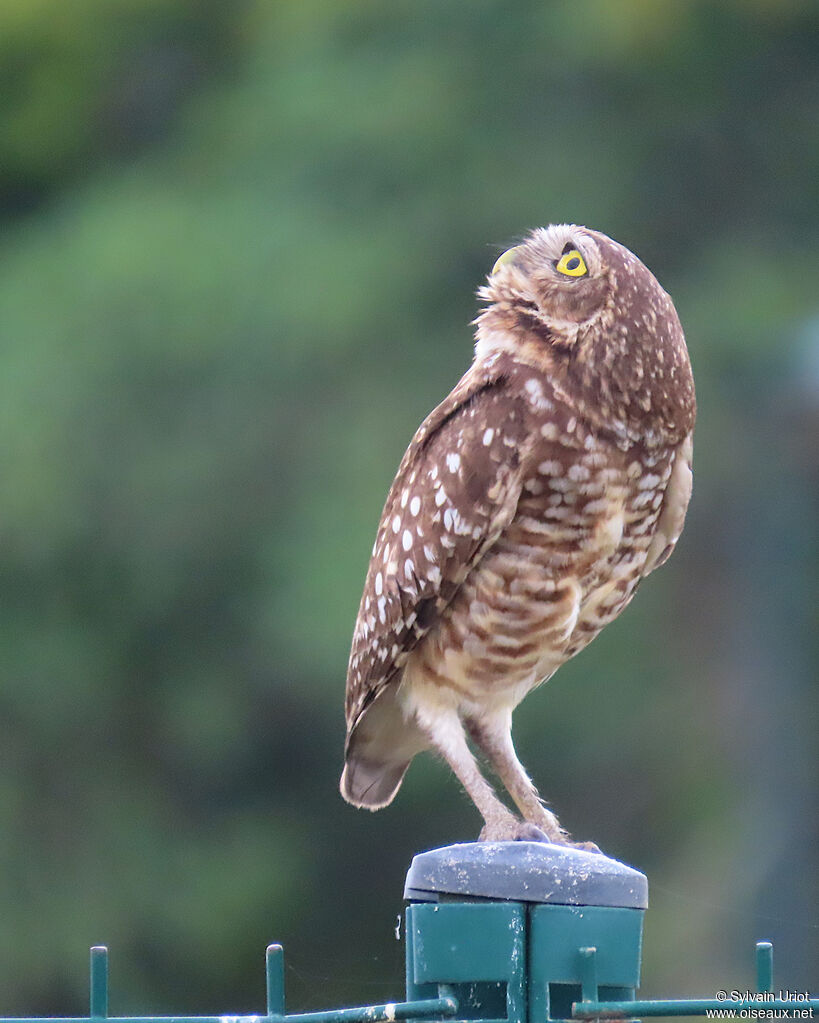Chevêche des terriers
