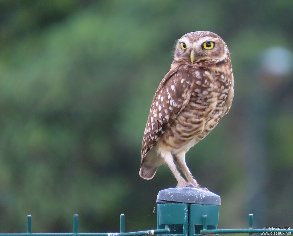 Chevêche des terriers