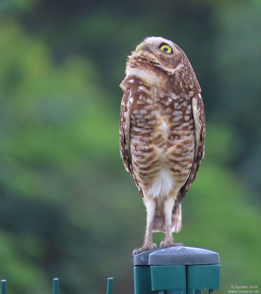 Chevêche des terriers