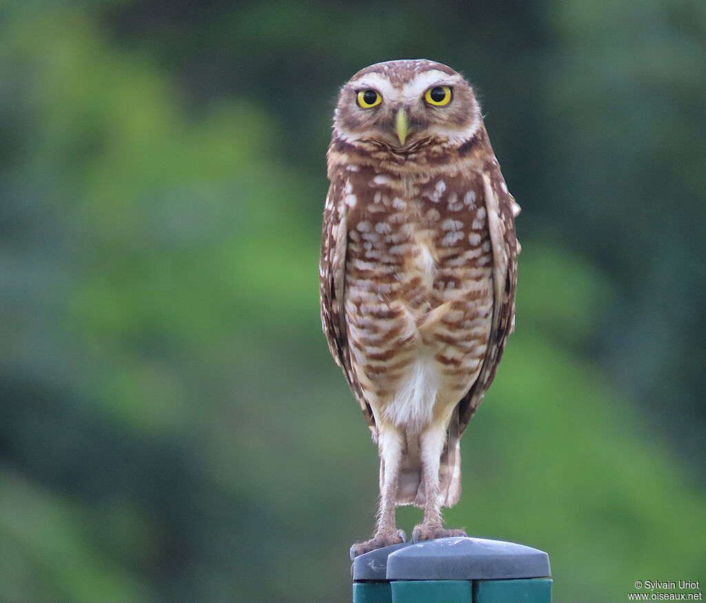 Chevêche des terriers