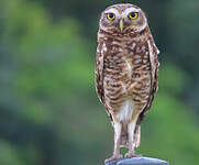 Chevêche des terriers