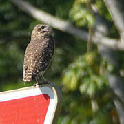 Burrowing Owl