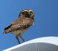 Burrowing Owl