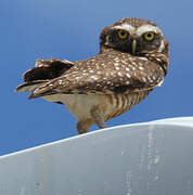 Burrowing Owl