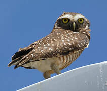 Burrowing Owl