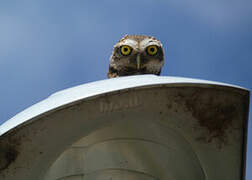 Burrowing Owl