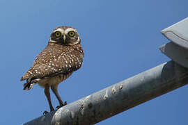 Burrowing Owl