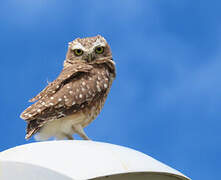 Burrowing Owl