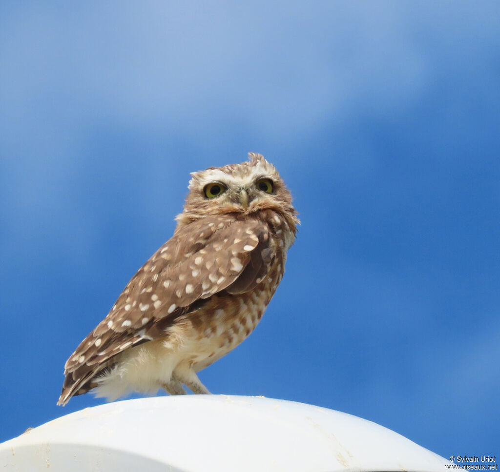 Burrowing Owl