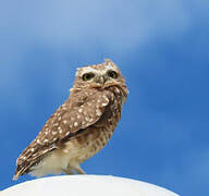 Burrowing Owl