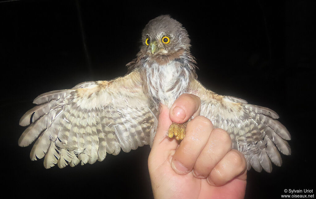 Amazonian Pygmy Owladult