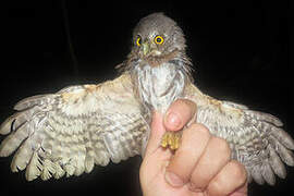 Amazonian Pygmy Owl