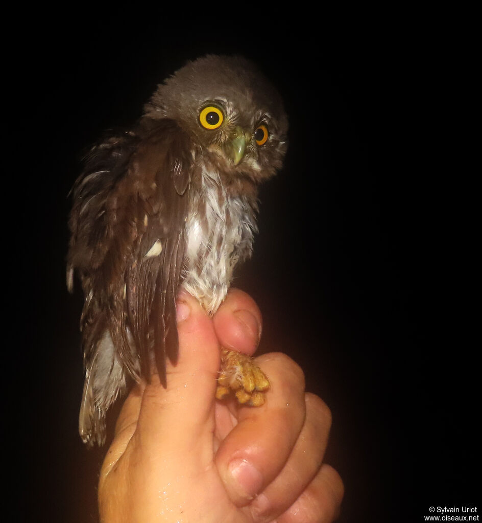 Amazonian Pygmy Owladult