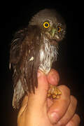 Amazonian Pygmy Owl