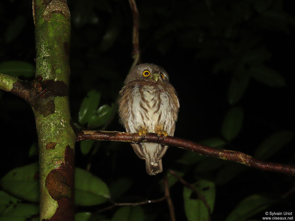 Amazonian Pygmy Owladult