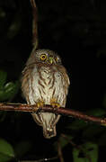 Amazonian Pygmy Owl