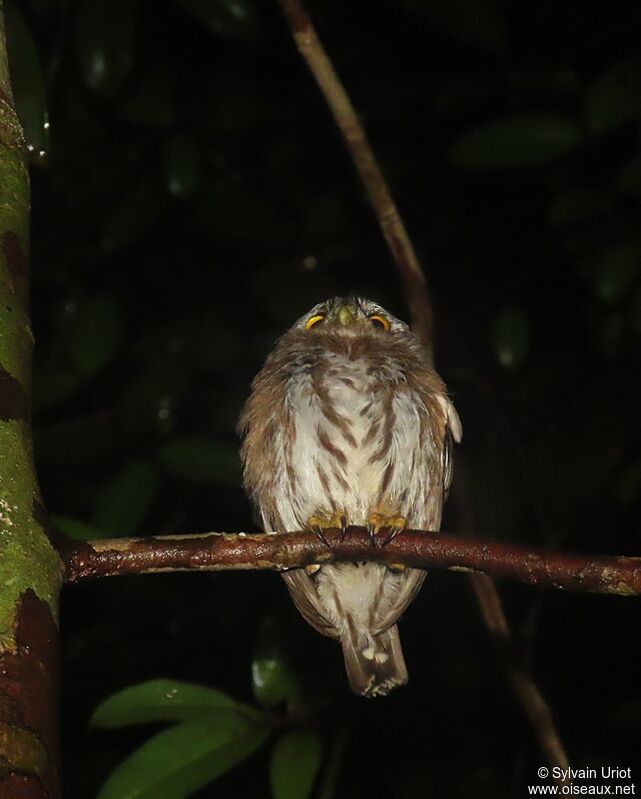 Amazonian Pygmy Owladult