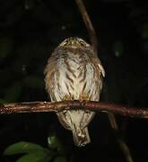 Amazonian Pygmy Owl