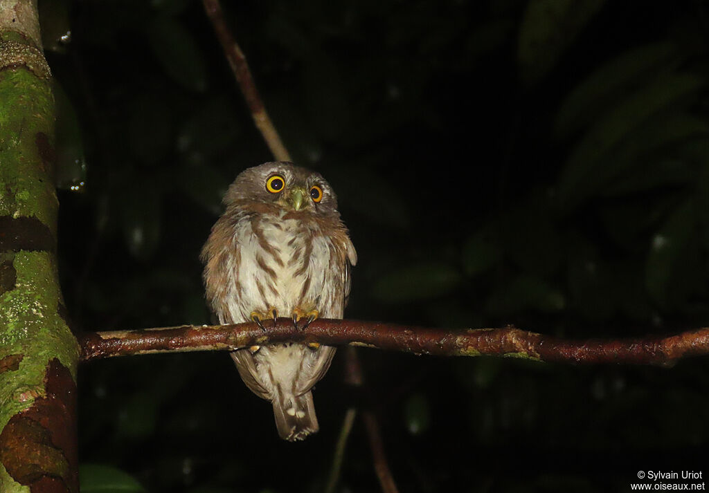 Amazonian Pygmy Owladult