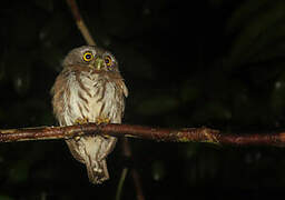 Amazonian Pygmy Owl