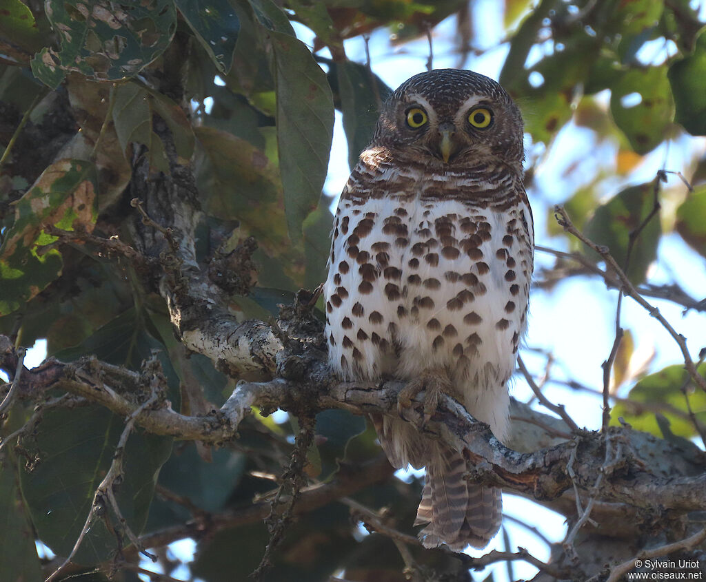 African Barred Owletadult