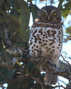 African Barred Owlet