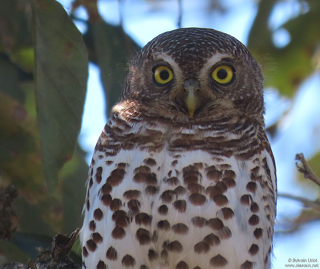 African Barred Owletadult