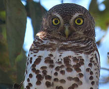 African Barred Owlet