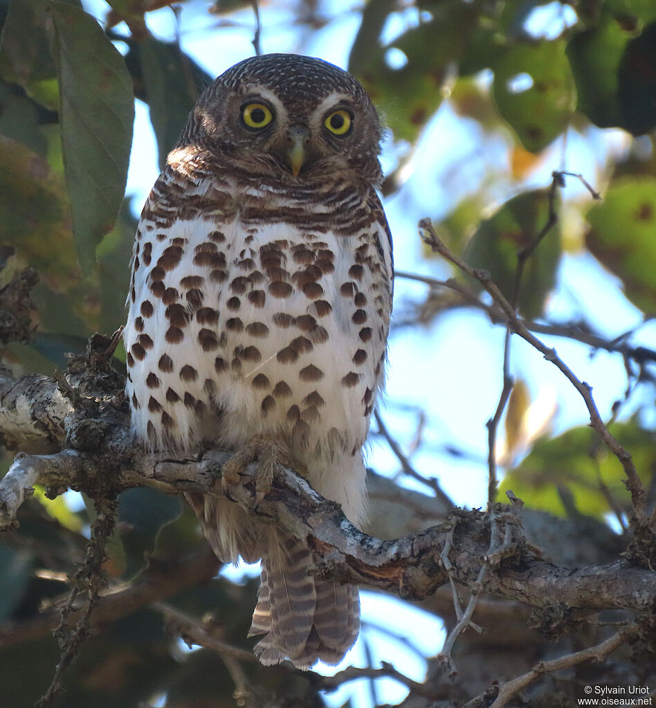 African Barred Owletadult