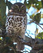 African Barred Owlet