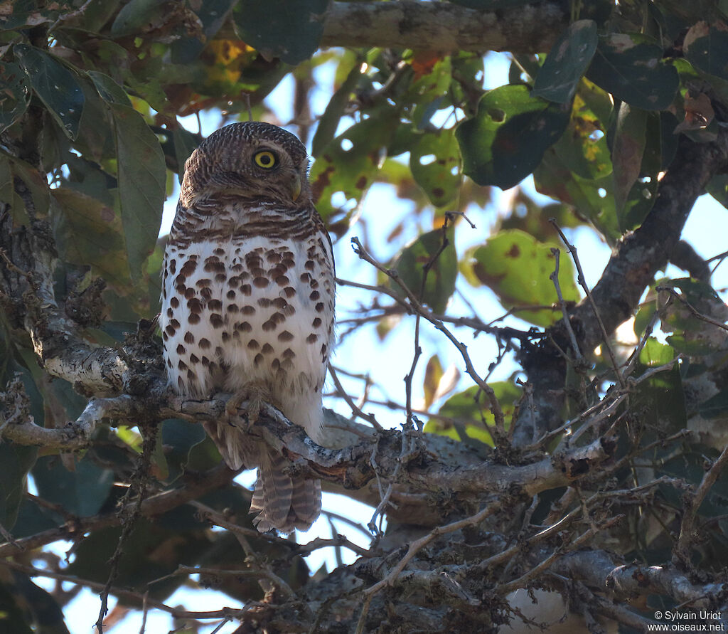 African Barred Owletadult