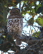 African Barred Owlet