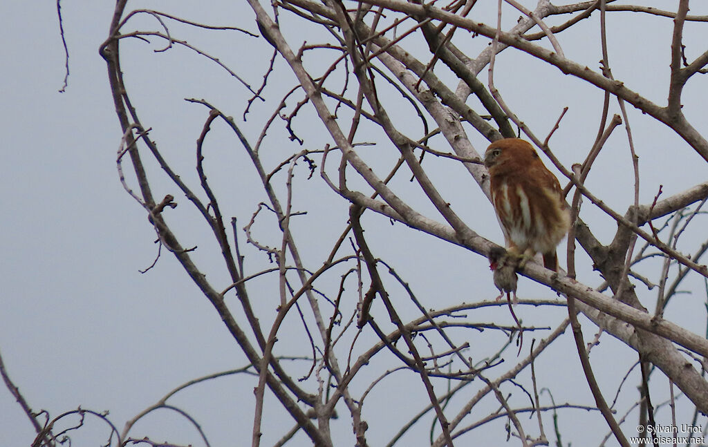 Pacific Pygmy Owl